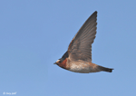 Cliff Swallow - Petrochelidon pyrrhonota