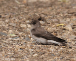 Northern Rough-winged Swallow - Stelgidopteryx serripennis