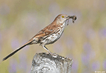 Brown Thrasher 10 - Toxostoma rufum