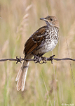 Brown Thrasher 12 - Toxostoma rufum