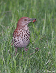 Brown Thrasher 3 - Toxostoma rufum