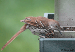 Brown Thrasher 7 - Toxostoma rufum