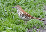 Brown Thrasher 8 - Toxostoma rufum