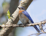 Eastern Bluebird 6 - Sialia sialis