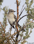 Northern Mockingbird 4 - Mimus polyglottos