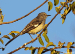 Northern Mockingbird 6 - Mimus polyglottos