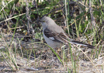 Northern Mockingbird 8 - Mimus polyglottos