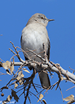 Northern Mockingbird 9 - Mimus polyglottos