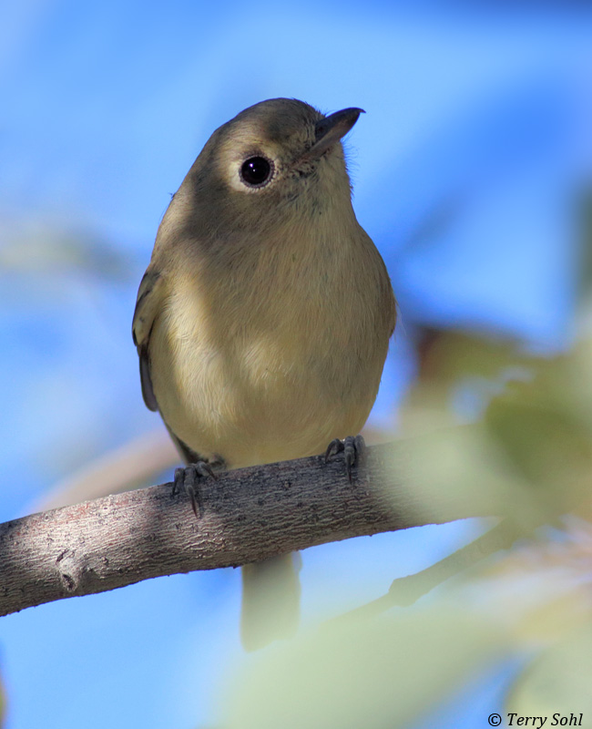 Hutton's Vireo - Vireo huttoni