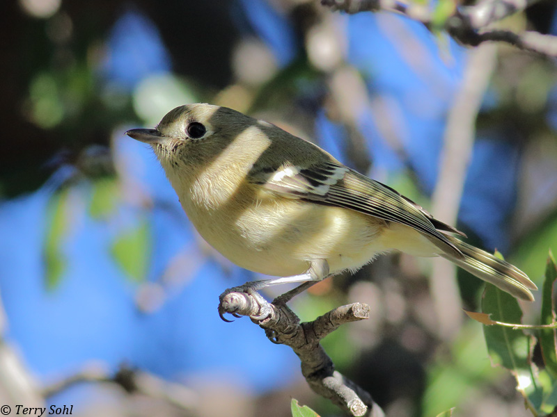 Hutton's Vireo - Vireo huttoni