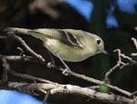 Hutton's Vireo - Vireo huttoni