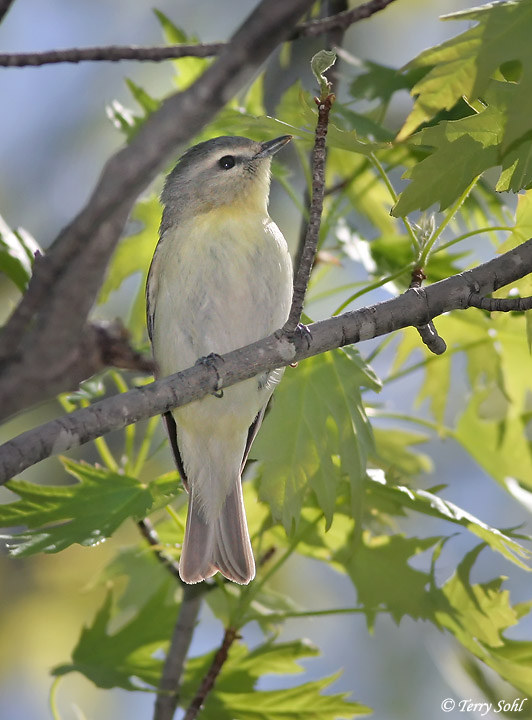 Philadelphia Vireo - Vireo huttoni