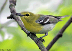 Yellow-throated Vireo 5 - Vireo flavifrons