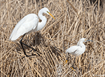Great and Snowy Egrets 1 - Egretta thula and Ardea alba