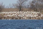 American White Pelican photo 10