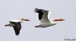 American White Pelican photo 14
