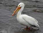 American White Pelican photo 20