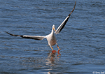 American White Pelican photo 25