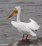 American White Pelican photo 2