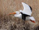 American White Pelican photo 7
