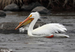 American White Pelican photo 8