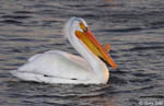 American White Pelican photo 9