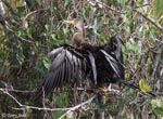 Anhinga - Anhinga anhinga
