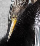 Anhinga - Anhinga anhinga