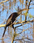 Anhinga - Anhinga anhinga