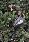 Anhinga - Anhinga anhinga