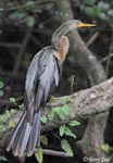 Anhinga - Anhinga anhinga