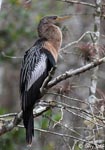 Anhinga - Anhinga anhinga