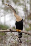 Anhinga - Anhinga anhinga