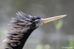 Anhinga - Anhinga anhinga