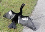 Anhinga - Anhinga anhinga