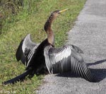 Anhinga - Anhinga anhinga