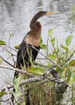 Anhinga - Anhinga anhinga