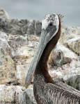 Brown Pelican 15 - Pelecanus occidentalis