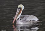 Brown Pelican comparison photo 3