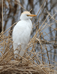Cattle Egret - Bubulcus ibis