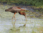 Glossy Ibis - Plegadis falcinellus