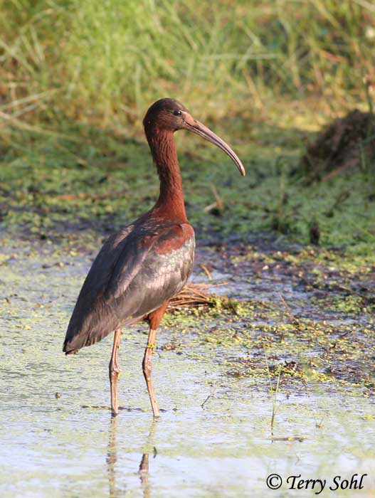 Glossy Ibis - Plegadis falcinellus