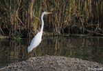 Great Egret 15 - Ardea alba