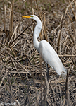 Great Egret 19 - Ardea alba