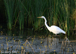 Great Egret 9 - Ardea alba