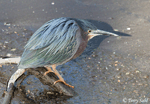 Green Heron 10 - Butorides virescens