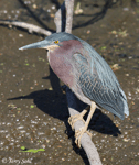 Green Heron 11 - Butorides virescens