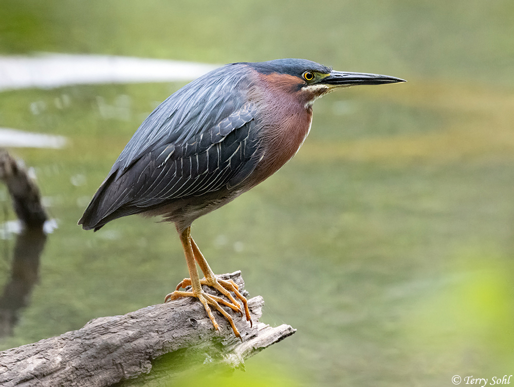 Green Heron - Butorides virescens