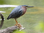 Green Heron 12 - Butorides virescens
