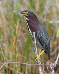 Green Heron 1 - Butorides virescens